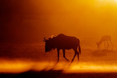  Güney Afrika 'daki Kgalagadi transfrontier parkında mavi antilop ve yay gülü, Bovidae' deki Specie Connochaetes taurinus ve Antidorcas Marsupialis ailesi