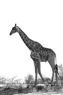 Zürafa, Güney Afrika 'daki Kgalagadi transfrontier parkında beyaz arka planda, Giraffa camelopardalis ailesinden zürafa ise Giraffidae familyasında izole edilmiştir.