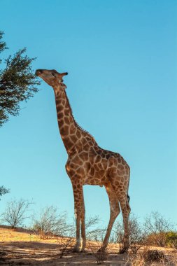 Güney Afrika 'daki Kgalagadi sınır ötesi parkında, mavi gökyüzünde yemek yiyen zürafa; Giraffa camelopardalis ailesinden zürafa.