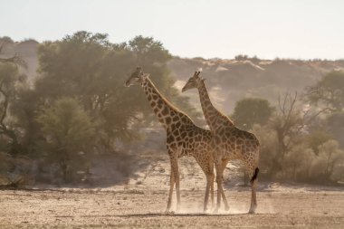 Sabahın erken saatlerinde Güney Afrika 'daki Kgalagadi sınır ötesi parkında iki zürafa; Giraffa camelopardalis ailesinden bir zürafa.