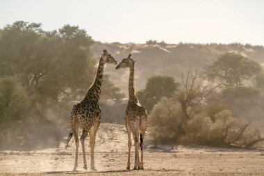 Sabahın erken saatlerinde Güney Afrika 'daki Kgalagadi sınır ötesi parkında iki zürafa; Giraffa camelopardalis ailesinden bir zürafa.