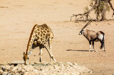Güney Afrika 'nın Kgalagadi sınır ötesi parkındaki kuru arazide zürafa ve Güney Afrika antilopları; Giraffidae ve Bovidae' nin Specie Giraffa camelopardalis ailesi ve Specie Oryx gazella ailesi