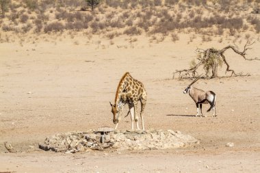 Güney Afrika 'nın Kgalagadi sınır ötesi parkındaki kuru arazide zürafa ve Güney Afrika antilopları; Giraffidae ve Bovidae' nin Specie Giraffa camelopardalis ailesi ve Specie Oryx gazella ailesi
