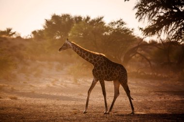 Zürafa, Güney Afrika 'daki Kgalagadi sınır ötesi parkında sabah ışığında yürürken; Giraffidae ailesinden Tür Giraffa camelopardalis