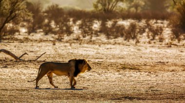 Güney Afrika 'daki Kgalagadi transfrontier parkında kum tepesinde yürüyen Afrika aslanı erkek; Felidae familyasından Specie panthera leo