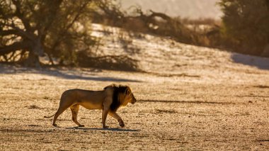 African lion male walking in sand dune at sunrise  in Kgalagadi transfrontier park, South Africa; Specie panthera leo family of felidae