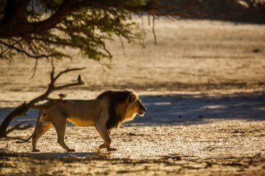 Güney Afrika 'daki Kgalagadi transfrontier parkında kum tepesinde yürüyen Afrika aslanı erkek; Felidae familyasından Specie panthera leo