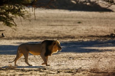 African lion male walking in sand dune at sunrise  in Kgalagadi transfrontier park, South Africa; Specie panthera leo family of felidae