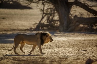 Güney Afrika 'daki Kgalagadi transfrontier parkında kum tepesinde yürüyen Afrika aslanı erkek; Felidae familyasından Specie panthera leo