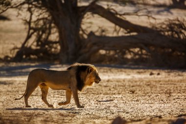 Güney Afrika 'daki Kgalagadi transfrontier parkında kum tepesinde yürüyen Afrika aslanı erkek; Felidae familyasından Specie panthera leo