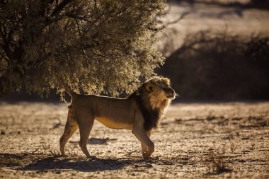 Güney Afrika 'daki Kgalagadi sınır ötesi parkında Afrika aslan işaretleme bölgesi; Felidae familyasından Specie panthera leo ailesi