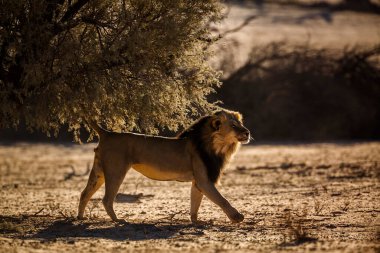 Güney Afrika 'daki Kgalagadi sınır ötesi parkında Afrika aslan işaretleme bölgesi; Felidae familyasından Specie panthera leo ailesi