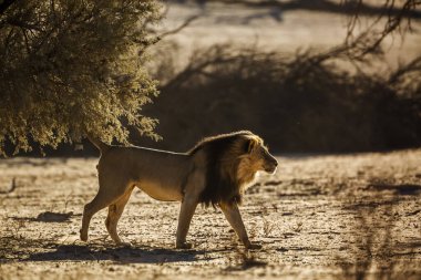 Güney Afrika 'daki Kgalagadi transfrontier parkında kum tepesinde yürüyen Afrika aslanı erkek; Felidae familyasından Specie panthera leo