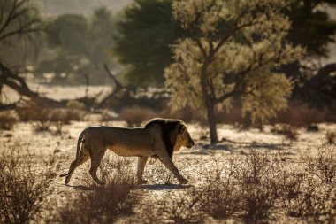 Güney Afrika 'daki Kgalagadi transfrontier parkında kum tepesinde yürüyen Afrika aslanı erkek; Felidae familyasından Specie panthera leo