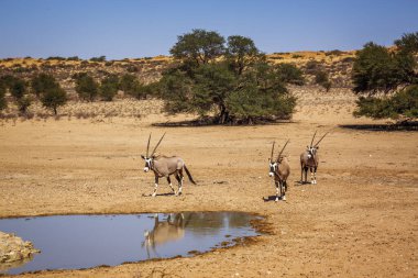 Güney Afrika 'da Kgalagadi sınır ötesi parkındaki su birikintisine doğru yürüyen üç Güney Afrika antilobu Bovidae familyasından Specie Oryx gazella