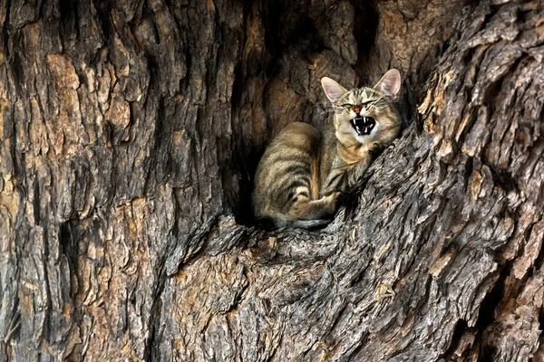 Southern African Wildcat Lying Mouth Open Tree Kgalagadi Transfrontier Park — Zdjęcie stockowe