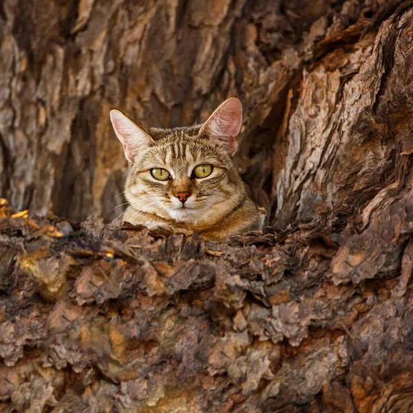 Südafrikanische Wildkatze Versteckt Sich Einem Baumstamm Kgalagadi Grenzpark Südafrika Spezies — Stockfoto