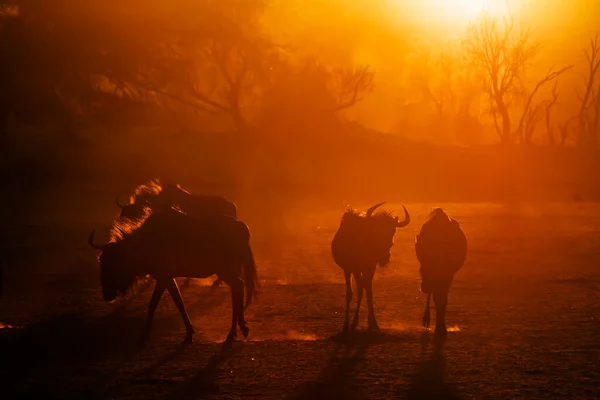 Μικρή Ομάδα Του Blue Wildebeest Backlight Στο Ηλιοβασίλεμα Στο Διασυνοριακό — Φωτογραφία Αρχείου