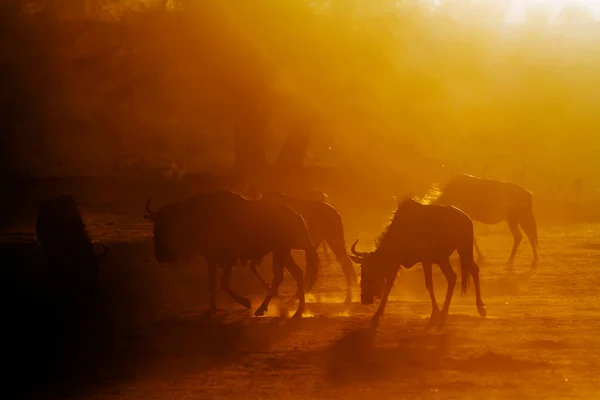 Small Group Blue Wildebeest Backlit Sunset Kgalagadi Transfrontier Park South — Stock Fotó