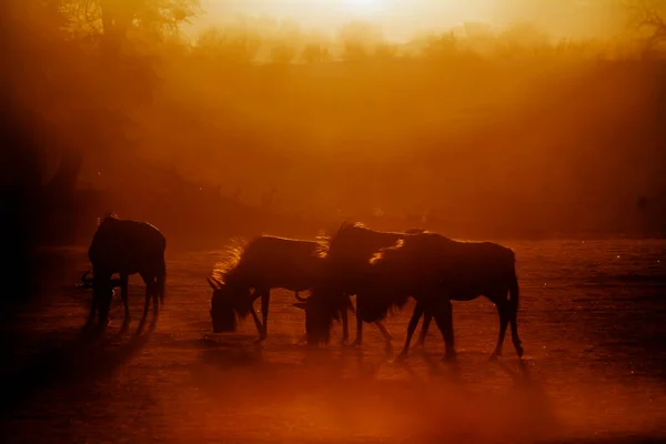 Small Group Blue Wildebeest Backlit Sunset Kgalagadi Transfrontier Park South — Foto de Stock