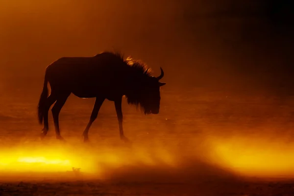 Blue Wildebeest Walking Backlit Sunset Kgalagadi Transborder Park África Sul — Fotografia de Stock