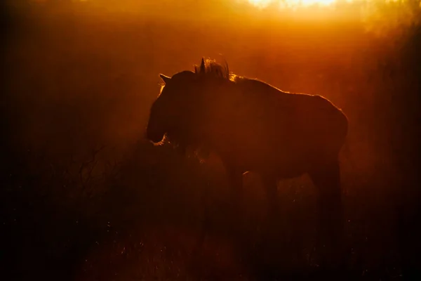 Ñus Azul Camina Retroiluminado Atardecer Parque Transfronterizo Kgalagadi Sudáfrica Especie — Foto de Stock