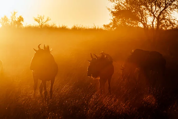 在南非Kgalagadi跨国界公园 一群蓝色的野牛在日落时背光发光 Bovidae的特科海盗Taurinus家族 — 图库照片