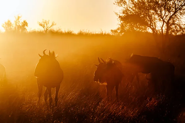 Μικρή Ομάδα Του Blue Wildebeest Backlight Στο Ηλιοβασίλεμα Στο Διασυνοριακό — Φωτογραφία Αρχείου