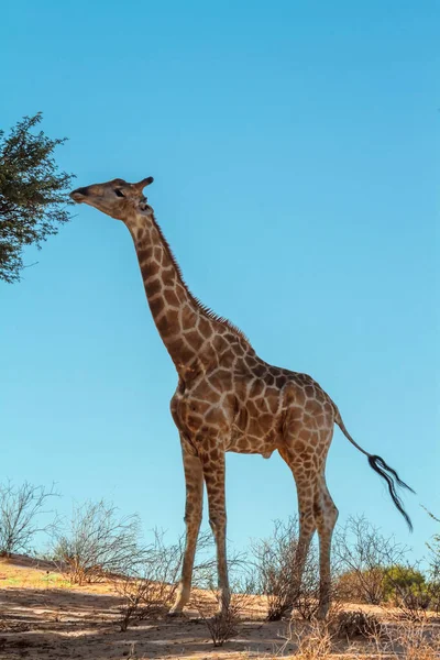 Żyrafa Jedząca Odizolowane Niebieskim Niebie Transgranicznym Parku Kgalagadi Rpa Gatunek — Zdjęcie stockowe