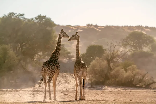 Sabahın erken saatlerinde Güney Afrika 'daki Kgalagadi sınır ötesi parkında iki zürafa; Giraffa camelopardalis ailesinden bir zürafa.
