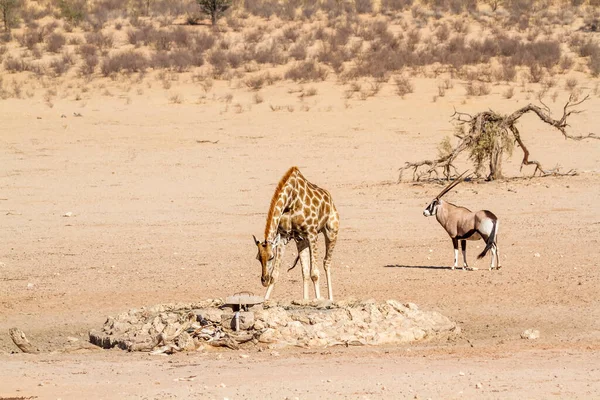Güney Afrika 'nın Kgalagadi sınır ötesi parkındaki kuru arazide zürafa ve Güney Afrika antilopları; Giraffidae ve Bovidae' nin Specie Giraffa camelopardalis ailesi ve Specie Oryx gazella ailesi