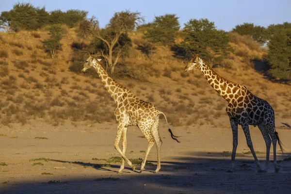 Two Giraffes Early Morning Dry Land Kgalagadi Transfrontier Park South — Stockfoto