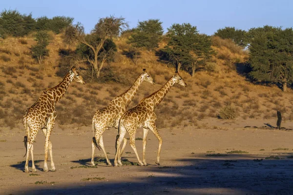 Tři Žirafy Brzy Ráno Suché Zemi Kgalagadi Přeshraniční Park Jižní — Stock fotografie