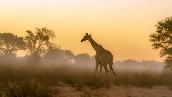 Giraffa Che Cammina Tramonto Nel Parco Transfrontaliero Kgalagadi Sud Africa — Foto Stock