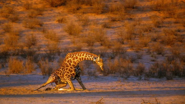 Жираф Встает Утреннем Свете Трансграничном Парке Kgalagadi Южная Африка Вид — стоковое фото