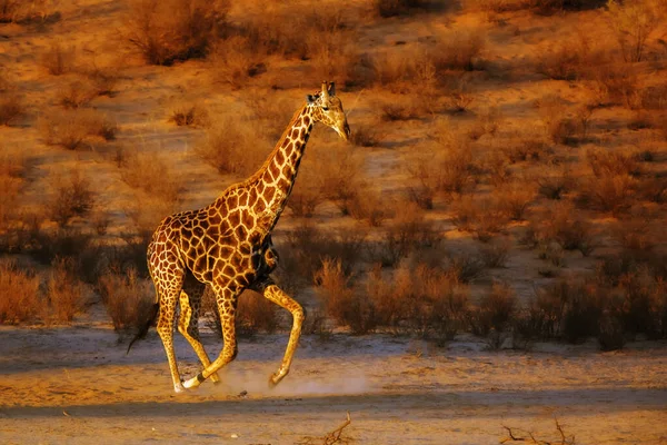 Jerapah Berdiri Cahaya Pagi Taman Lintas Kgalagadi Afrika Selatan Spesifik — Stok Foto