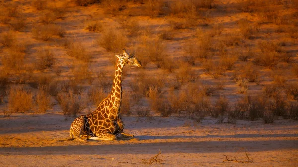 Giraffe Lying Morning Light Kgalagadi Transfrontier Park South Africa Specie — Stok fotoğraf