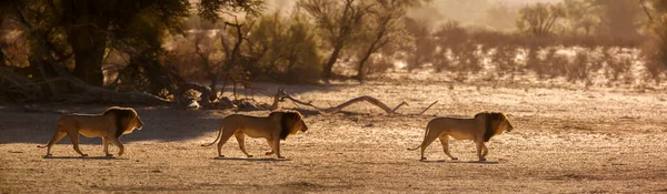 African Lion Male Walking Sand Dune Sunrise Kgalagadi Transfrontier Park — Stock Fotó