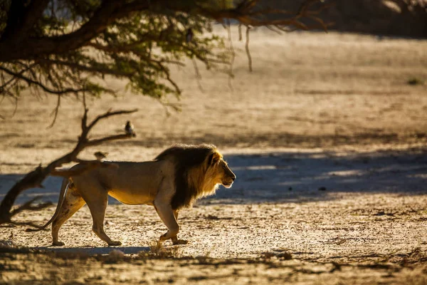 León Africano Macho Caminando Duna Arena Amanecer Parque Transfronterizo Kgalagadi —  Fotos de Stock