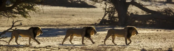 南アフリカのKgalagadi国境公園で日の出時に砂丘を歩くアフリカのライオン男性 仲間の種Panthera Leo家族 — ストック写真