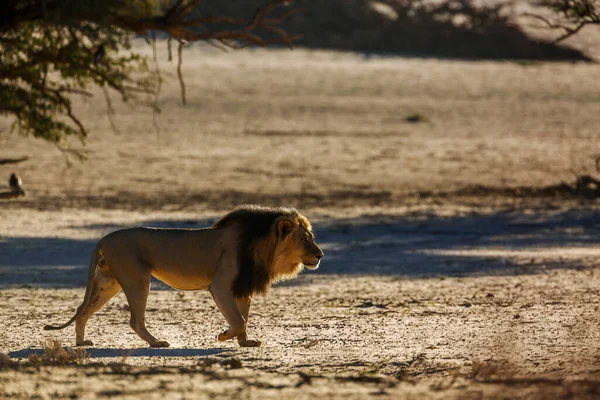 Güney Afrika 'daki Kgalagadi transfrontier parkında kum tepesinde yürüyen Afrika aslanı erkek; Felidae familyasından Specie panthera leo