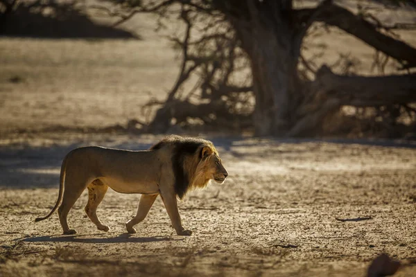 African Lion Male Walking Sand Dune Sunrise Kgalagadi Transfrontier Park — Φωτογραφία Αρχείου