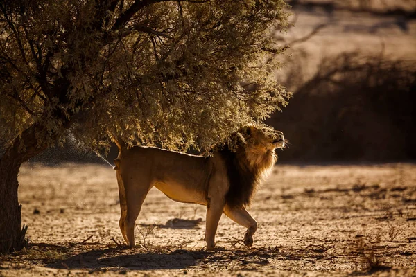 在南非Kgalagadi跨界公园背光的非洲狮子标记领地 Felidae的Panthera Leo科 — 图库照片