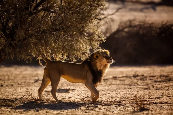 Afrikanskt Lejon Som Markerar Område Med Bakgrundsbelysning Kgalagadi Gränsöverskridande Park — Stockfoto