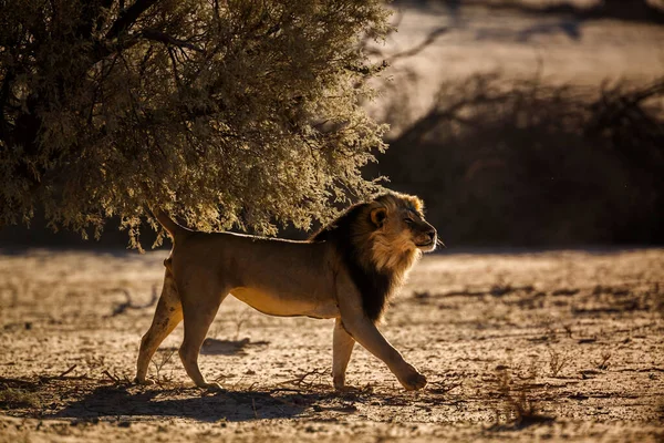African Lion Marking Territory Backlit Kgalagadi Transfrontier Park South Africa — Stockfoto