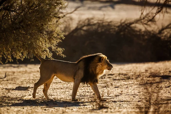 Güney Afrika 'daki Kgalagadi transfrontier parkında kum tepesinde yürüyen Afrika aslanı erkek; Felidae familyasından Specie panthera leo