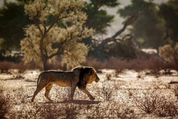 Lew Afrykański Spacerujący Wydmie Wschodzie Słońca Parku Transgranicznym Kgalagadi Republika — Zdjęcie stockowe