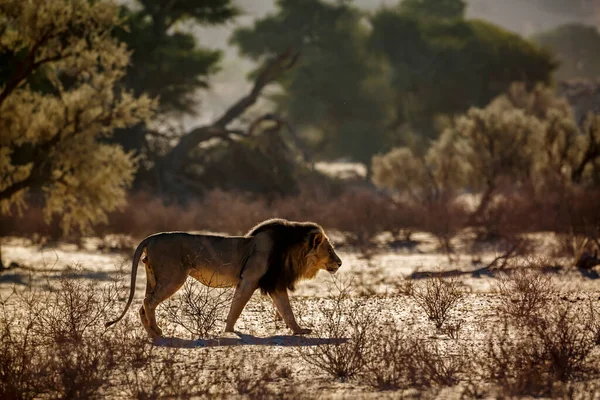Güney Afrika 'daki Kgalagadi transfrontier parkında kum tepesinde yürüyen Afrika aslanı erkek; Felidae familyasından Specie panthera leo