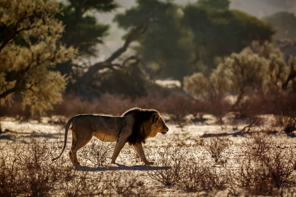 在南非Kgalagadi跨国界公园日出时分 非洲雄狮在沙丘上行走 Felidae的特别潘瑟拉狮子科 — 图库照片