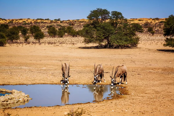 Güney Afrika 'da Kgalagadi sınır ötesi parkındaki su birikintisinde içen üç Güney Afrika antilobu Bovidae familyasından Specie Oryx gazella.